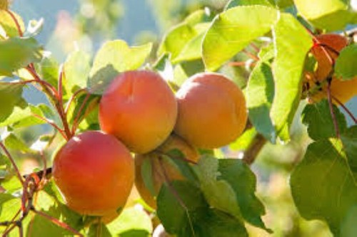 Fruit seeds grow your - seeds,
