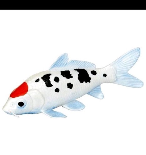 Koi fish tancho - koi,