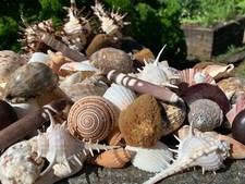Huge Lot of Beautiful Seashells 5+ LBS Sea Shells Best Price! Free Ship! 
