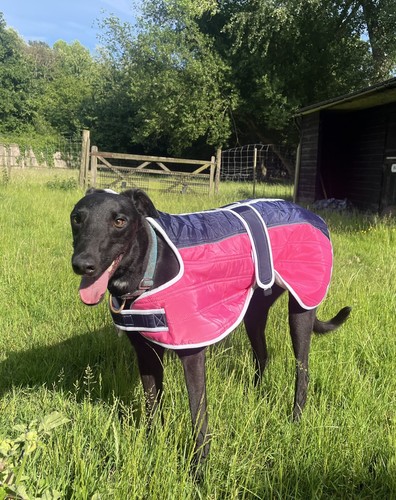 Lurcher winter coat - coat,
