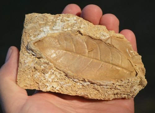 Amazing rare fossil - ,
