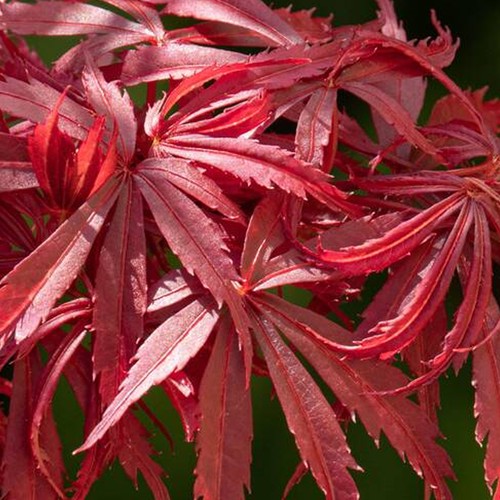 Acer jerre schwartz - acer, plant