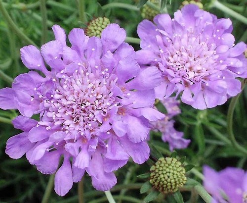 Scabious blue cushion - cushion, x