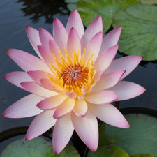 Nymphaea "SunFire" Water Lily