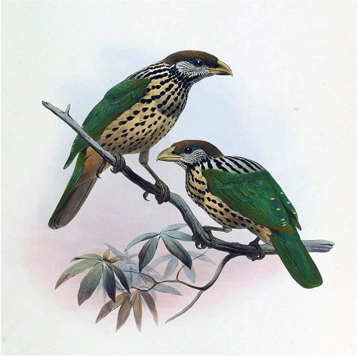 Tropical birds catbird - birds, d