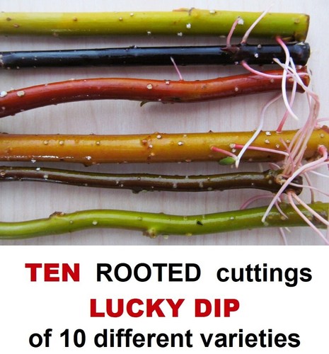 Willow tree ten rooted - willow,