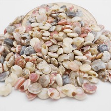 200-pack Bulk Tiny Snail Shells Seashells Beach Wedding Craft Decoration 4-12 mm