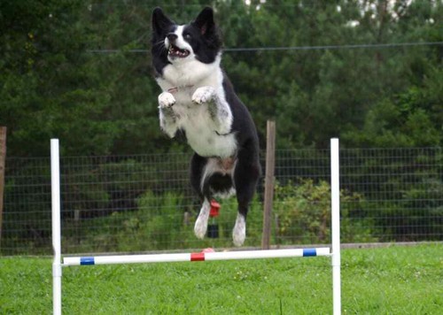 Dog agility equipment - dog, |