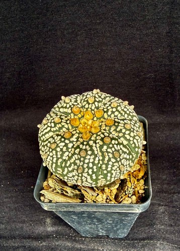 Astrophytum asterias super - astrophytum, cv.