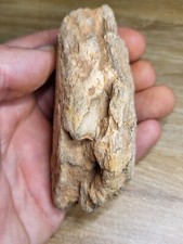 REAL Dinosaur Fossil Kem Kem