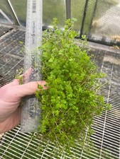 5X LARGE CLUMPS - Mind Your