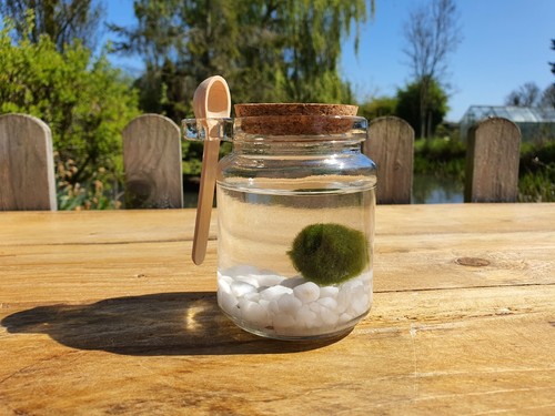 Marimo moss ball pet white - pet,