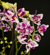 Rare Phalaenopsis Happy Pearl