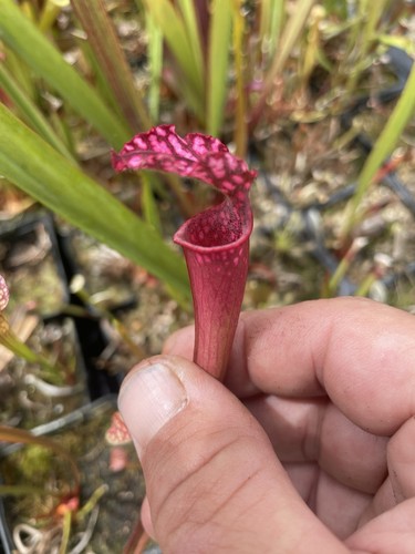 Sarracenia leucophylla - sarracenia,