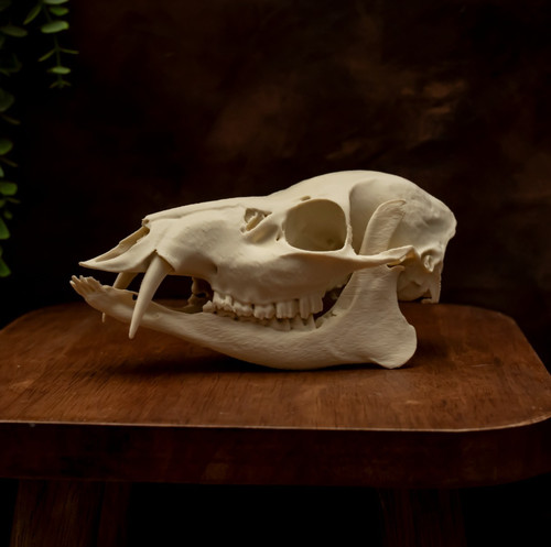 Chinese water deer skull - water,