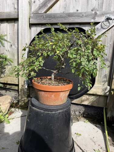 Chinese elm bonsai - chinese, tree