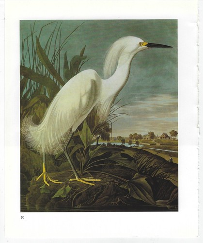 Vintage audubon birds - vintage,