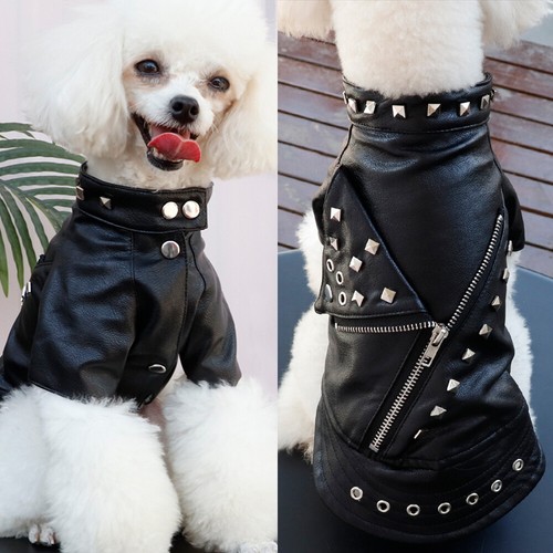 Warm winter dog - dog, leather