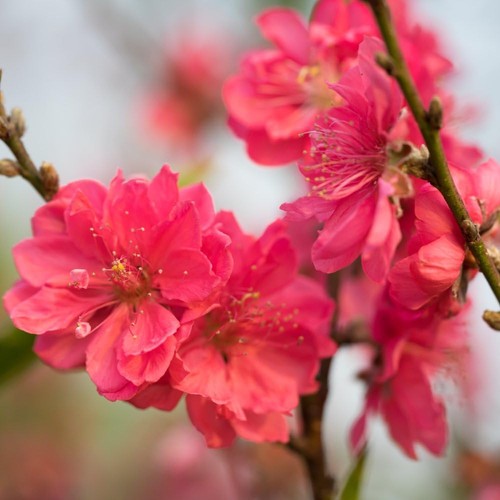 Peach red peachy 18cm - peachy,