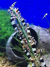 6 Packs of Bonsai Shrimp Food