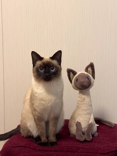 Iris siamese cat soft - siamese,