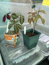 Virginia creeper /Boston Ivy