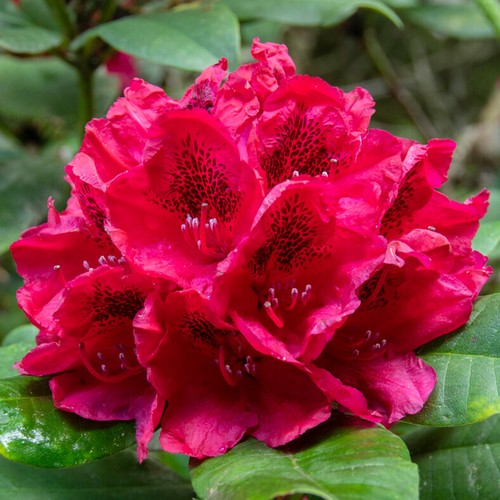 Rhododendron lord roberts - rhododendron,