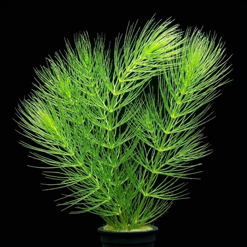 Hornwort mini pots x10 - mini, /