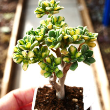 Exact plant | Aeonium Lindleyi