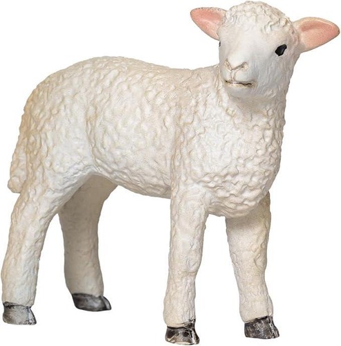 Romney lamb farm - lamb, animal