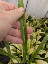 Aspidistra minutiflora