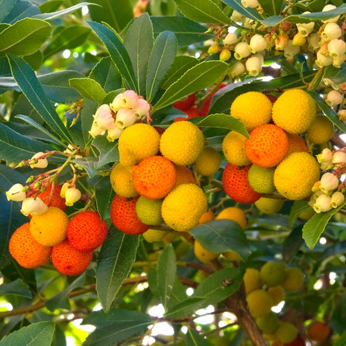 Arbutus unedo compacta - unedo,