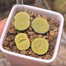 Exact Plant，4pcs Lithops