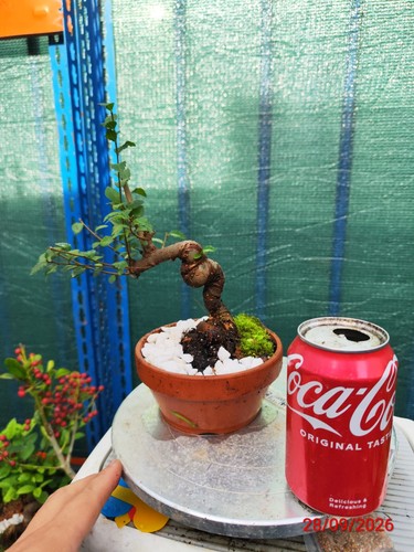 Chinese elm bonsai - chinese,