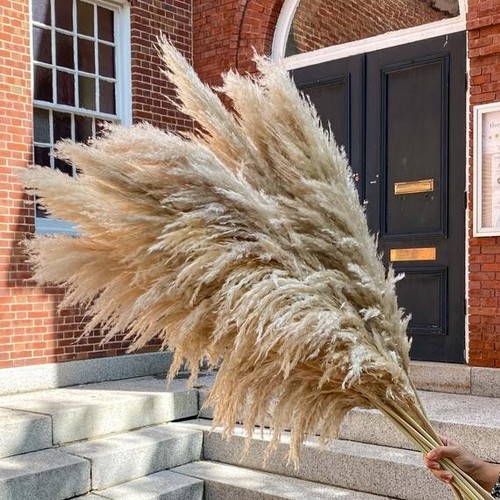 Pampas grass large beige - grass,