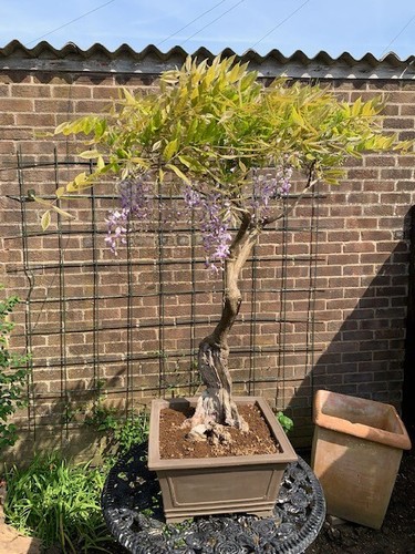 Wisteria bonsai tree - wisteria,