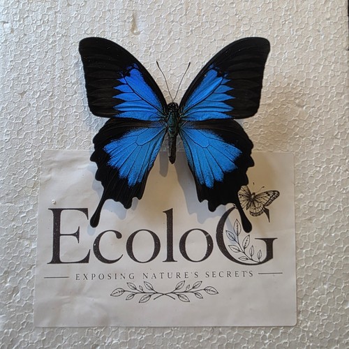 Papilio ulysses set specimen - ulysses,