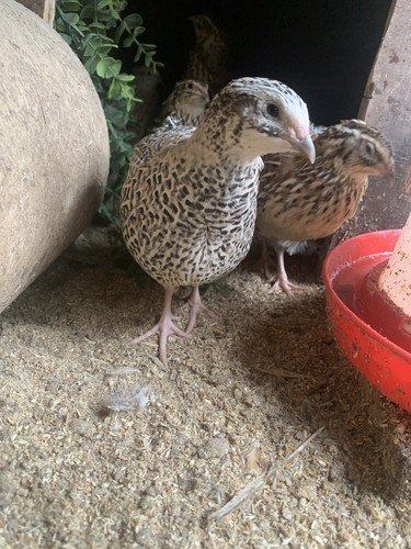 Jumbo coturnix quail eggs - coturnix,