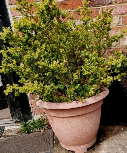 Large buxus pot healthy - buxus,