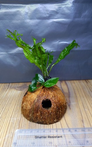 Coconut shell covered with - coconut,