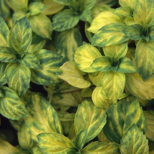 Ginger mint plants - ginger,