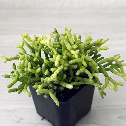 Cactus pot plant rhipsalis - pot,