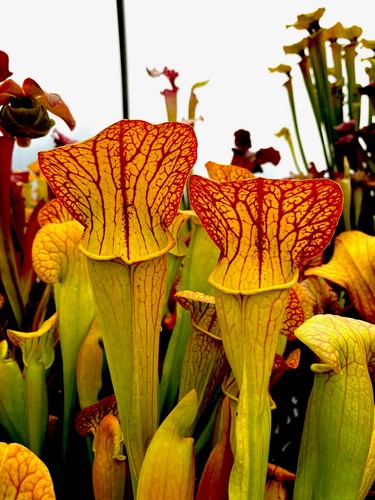 Sarracenia norman parker - sarracenia,