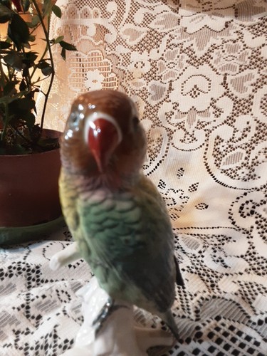 Karl ens lovebird - karl,