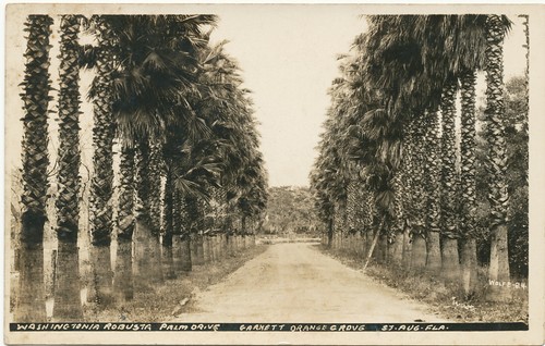 Augustine washingtonia - st.,