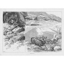 DEER STALKING - Antique Print 1894