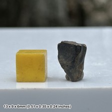 Triceratops Dinosaur Fossilised Tooth Fossil Genuine Specimen