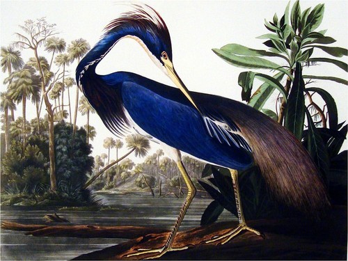 Louisiana heron accent tile - louisiana,