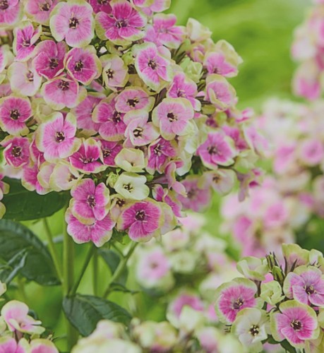 Phlox orchid green - 'orchid, green'