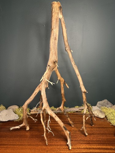 Large manzanita - large,